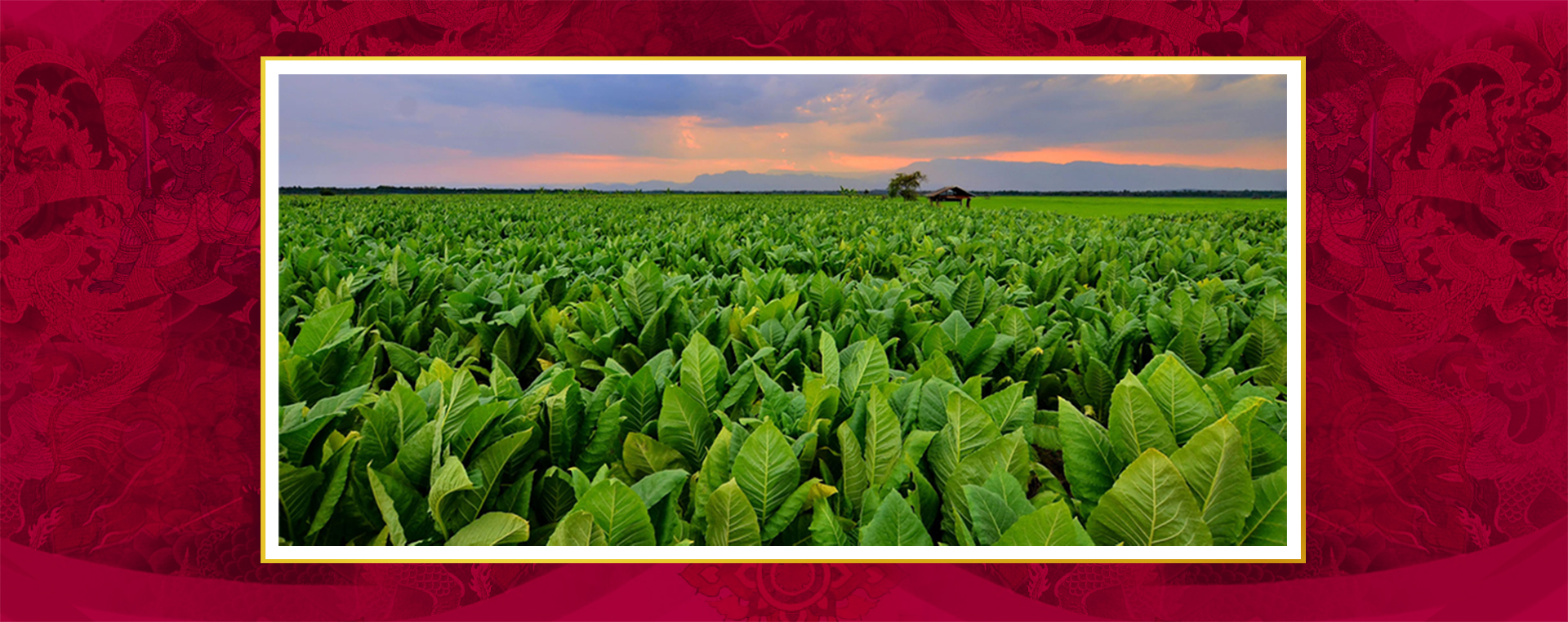 TOBACCO AUTHORITY OF THAILAND | TOAT,Thai tobacco,tobacco thailand